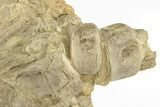 Fossil Xiphactinus Skull Bone With Vertebrae - Kansas #217313-1